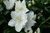 Azalea 'Mrs Kint White' 14cm