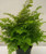 Adiantum raddianum 'Ocean Spra 12cm