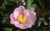 Camellia s 'Plantation Pink' 3.5L