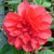 Camellia japonica 'Volcano' 3.5L