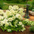 Hydrangea paniculata 'Bombshel 3.3L