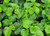Ligularia 'Rukuhia Beauty' 1.5L (100496) 1.5L