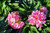 Armeria 'Amazing Little Peach' 1.5L