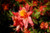Azalea mollis 'Mt St Helens' 4.7L