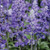 Salvia 'Unplugged So Blue' 2.5L