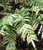 Blechnum minus 2.5L