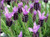 Lavender stoechas 9cm