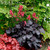 Heuchera 'Black Forest Cake' 9cm