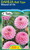 Dahlia Ball Type 'Wizard Of Oz