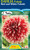 Dahlia Fubaki 'Red & White'