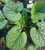 Brunnera 'Silver Star' 1.5L