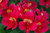 Alstroemeria 'Inca Candy' 2.5L (96272) 14cm