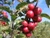 Malus 'Wrights Scarlet' PB 18