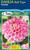 Dahlia Decorative 'Veerle'