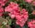 Diascia barberae 'Trinity Pink 1.5L