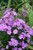Phlox 'Minnie Pink' 9cm