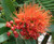 Metrosideros 'Fiji' 6L