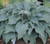 Hosta 'Flemish Sky' GOL