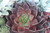 Echeveria 'Black Prince' GOL