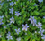 Pratia 'Blue Stars' GOL