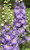 Delphinium 'Lilac Ladies' 9cm