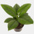 Spathiphyllum 'Sensation' Dwar 14cm