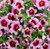 Calibrachoa 'Pink Parfait' 1.5L