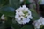 Daphne odora 'Leucanthe Alba' 3L (100305) 1.5L
