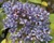 Dichroa 'Blue Stars' 6L