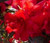 Azalea 'Autumn Fire' 2.5L
