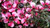 Leptospermum 'Ruru' 2.5L