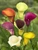 Zantedeseschia 'Mixed' 5 Pack