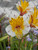 Alstroemeria 'Walter Fleming' 2L