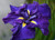Iris Higo 'Star At Midnight' 2L