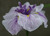 Iris Higo 'The Geisha' 2L