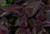 Persicaria 'Red Dragon' 1.5L