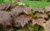 Rodgersia podophylla 2L