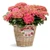 Hydrangea Rembrandts 'Rosso Gl 17cm