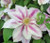 Clematis 'Elsa Spath' 3.5L (1202240) 3.5L (1202245) 3.5L