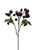 Foliage - Crab Apple Berry Bla