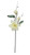 Magnolia - Chateau Ivory