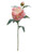 Peony - Homestead Pink