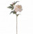 Peony - Homestead White Blush