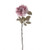 Peony - Regency Dusty Rose