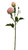 Peony - Bordeaux Marshmellow
