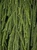 Dacrydium cupressinum 18L