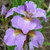 Iris sibirica 'Ranman' 2.5L