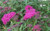 Spiraea japonica 'Anthony Wate 2.5L