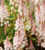 Tiarella 'Neon Light' 2L (1201035) 17cm