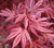 Acer palmatum 'Skeeters Broom' 6L (95700) 2L
